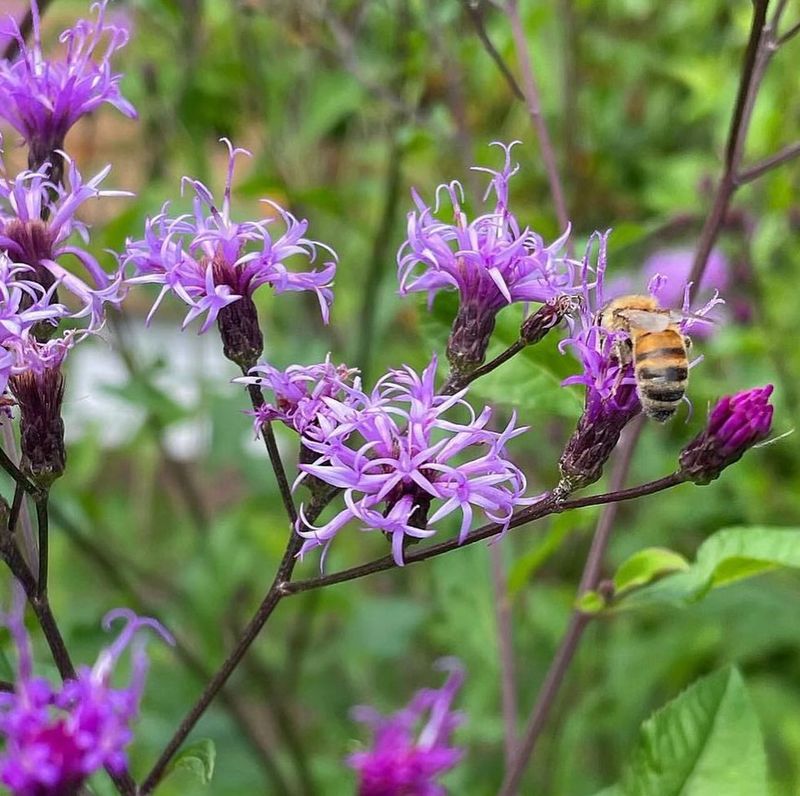 Ironweed