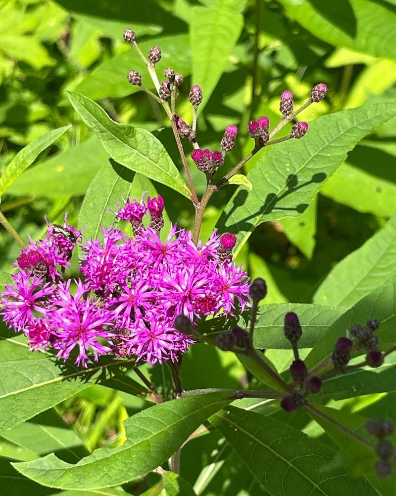 Ironweed