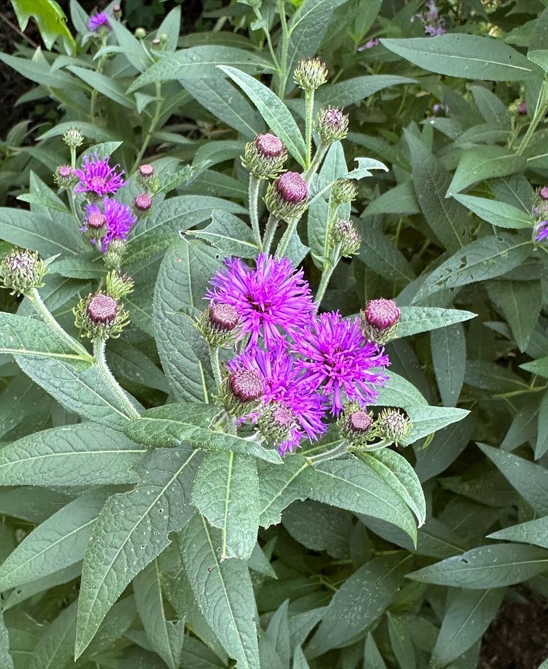 Ironweed