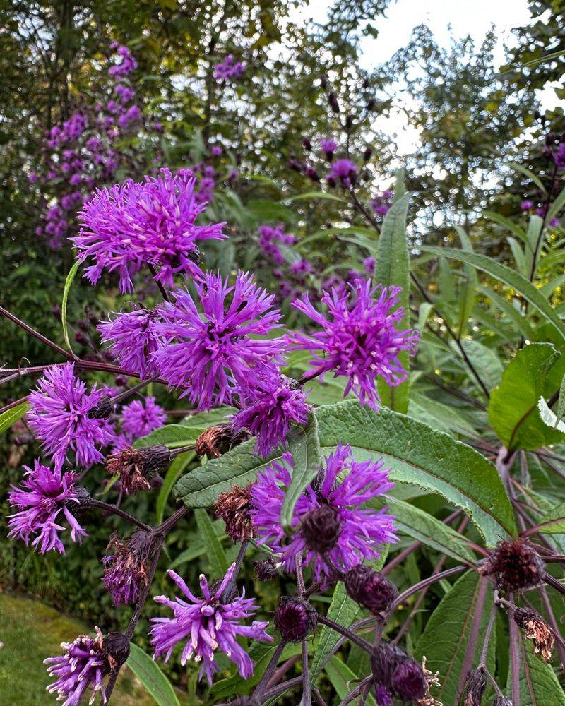 Ironweed