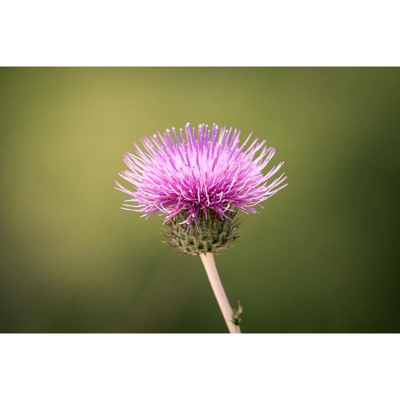 Italian Thistle