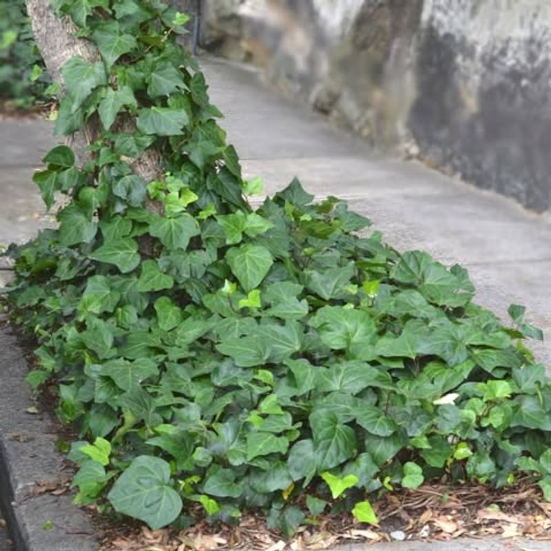 Ivy