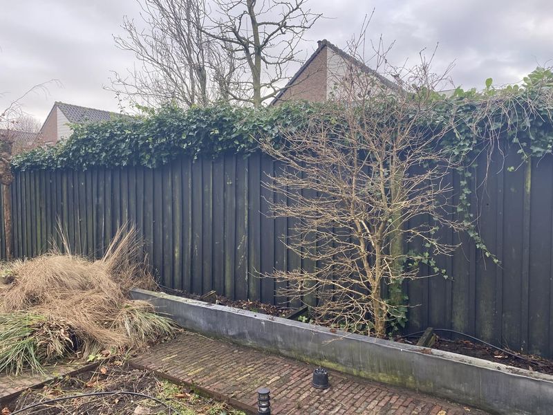 Ivy-Covered Trellis