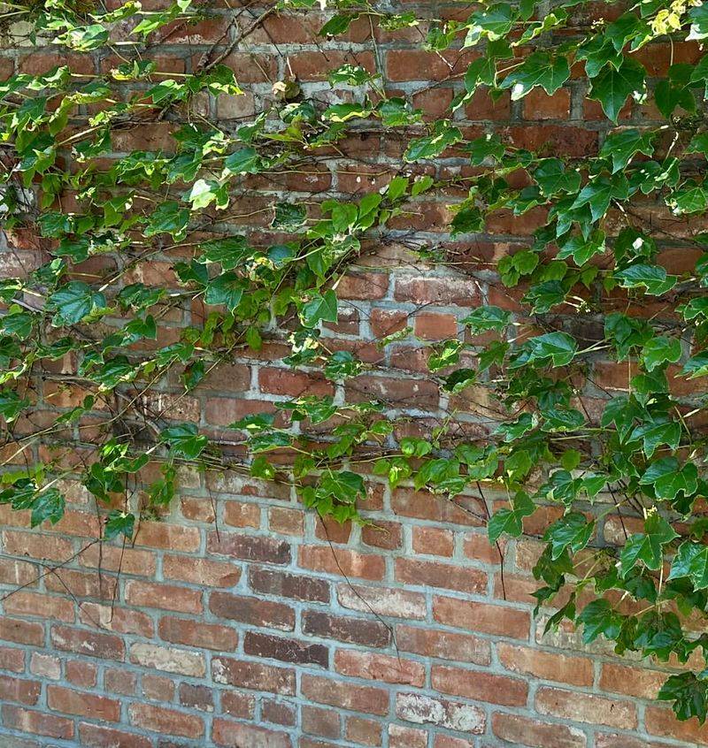 Ivy-Covered Wall