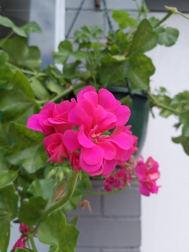 Ivy Geranium