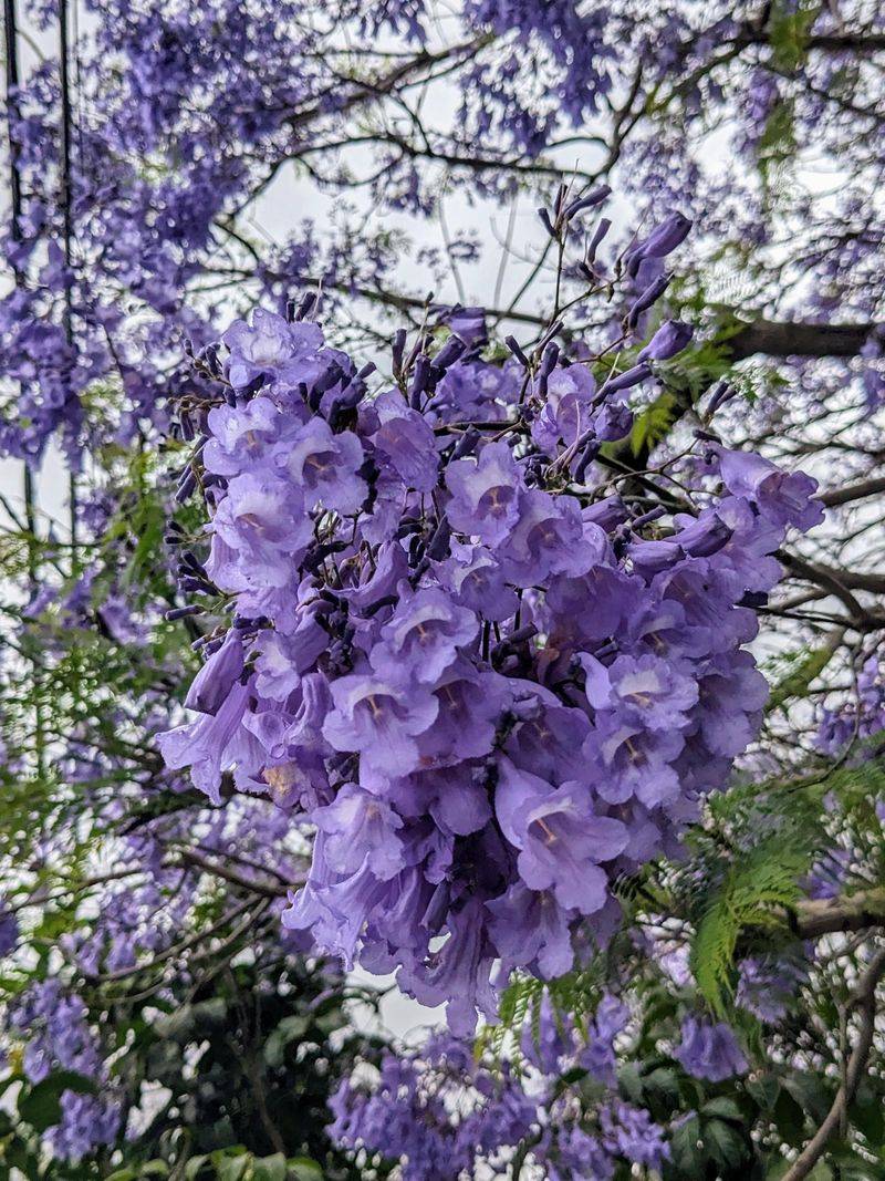 Jacaranda