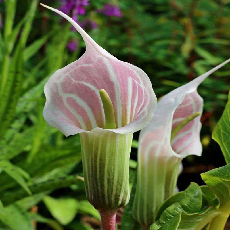 Jack-in-the-Pulpit