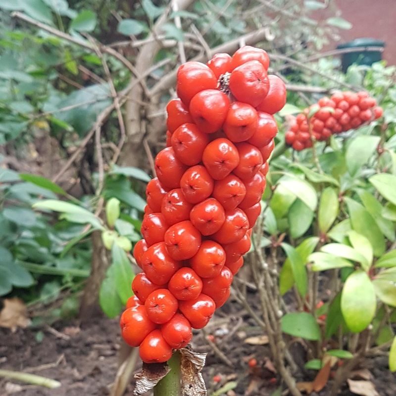 Jack in the Pulpit