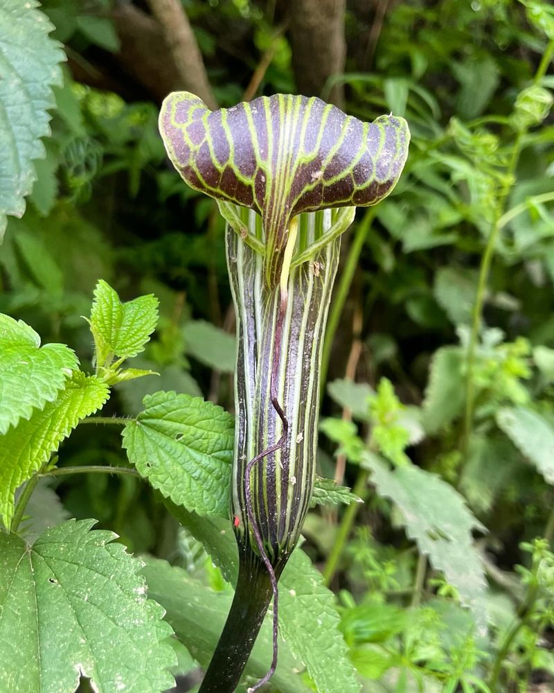 Jack-in-the-Pulpit