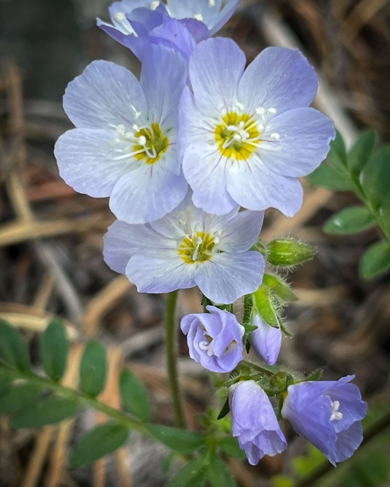 Jacob's Ladder