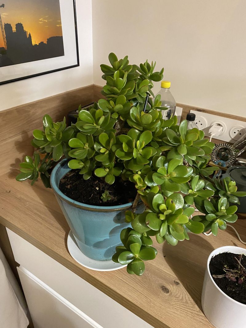 Jade Plant