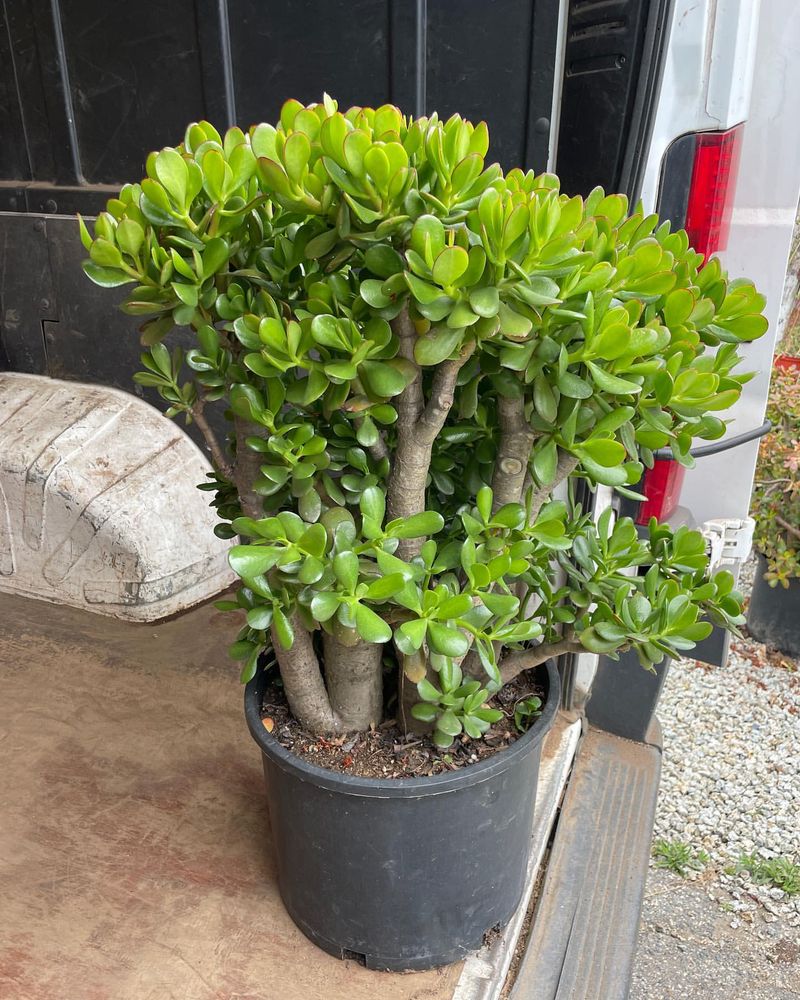 Jade Plant