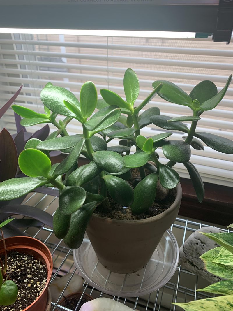 Jade Plant