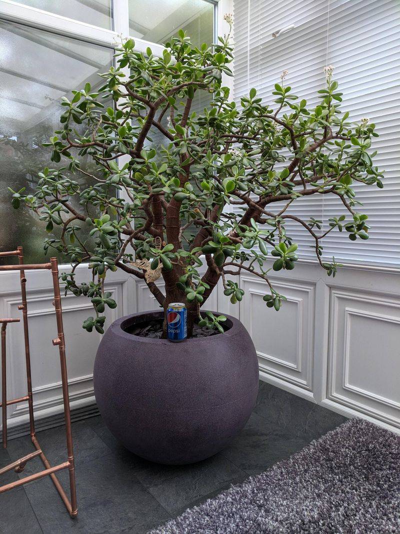 Jade Plant