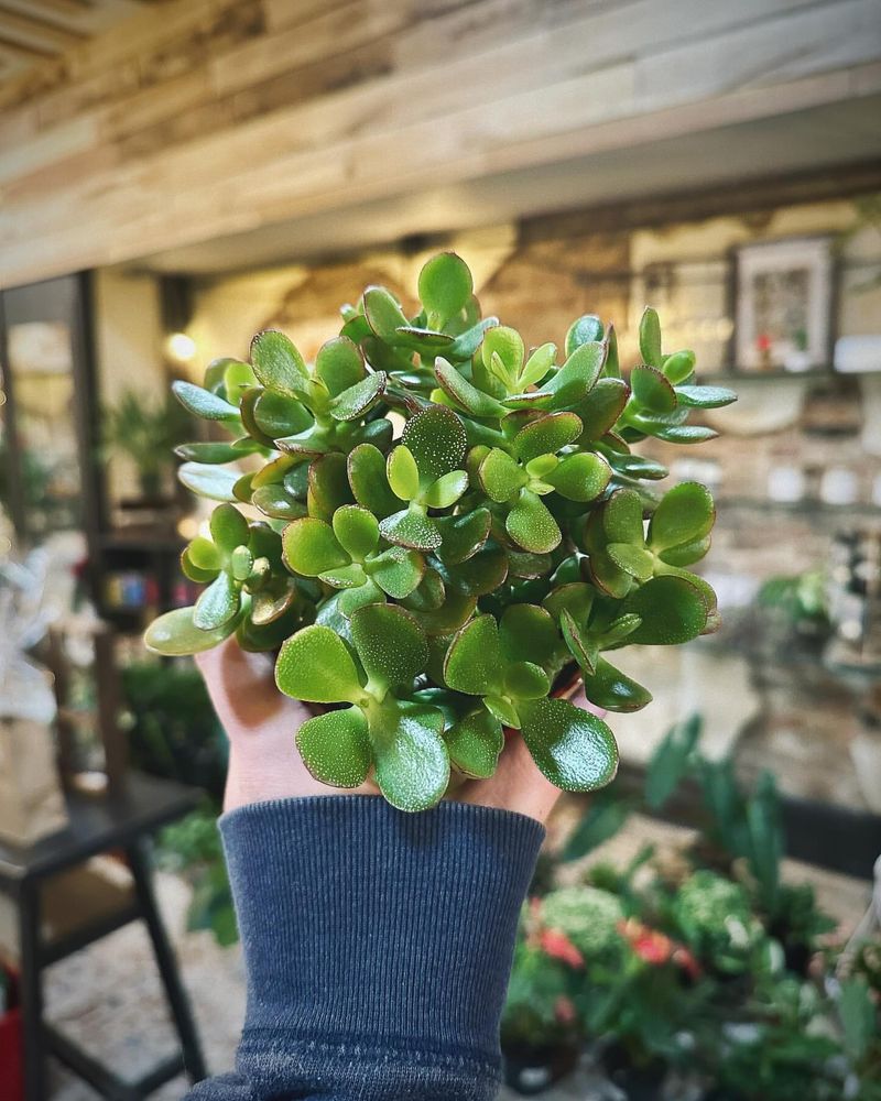 Jade Plant