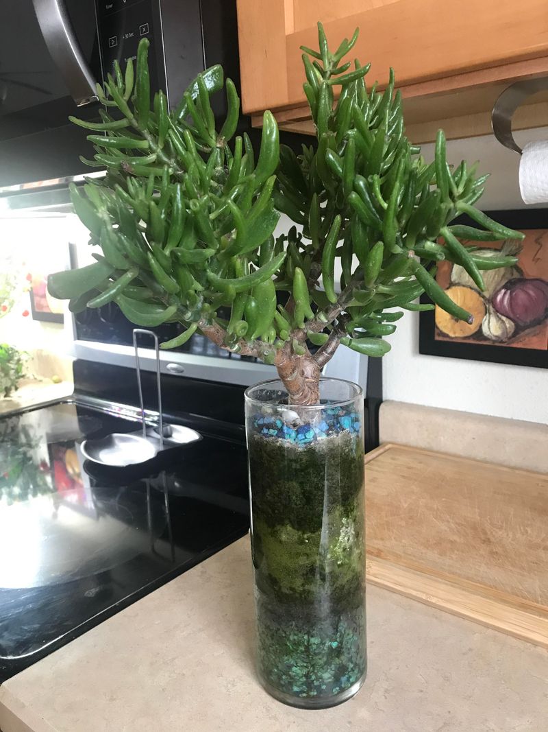 Jade Plant