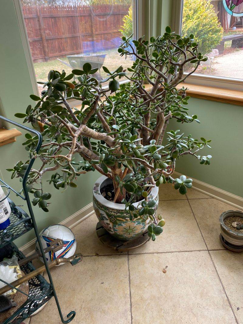 Jade Plant