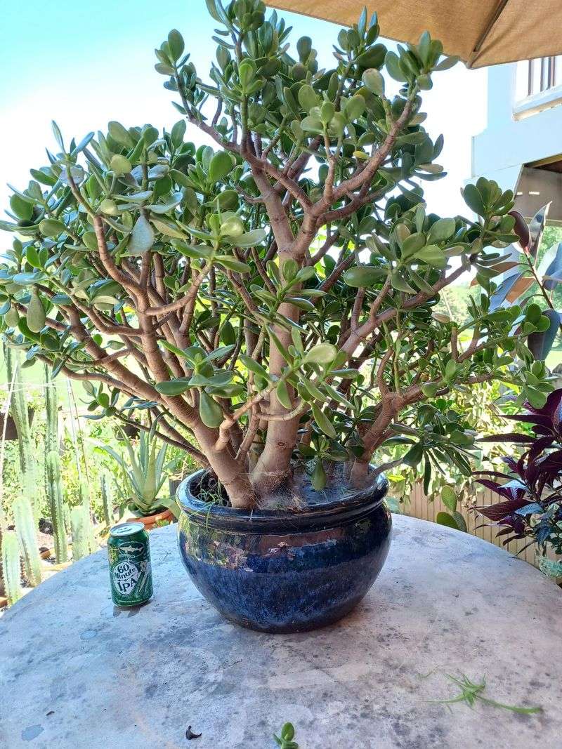 Jade Plant