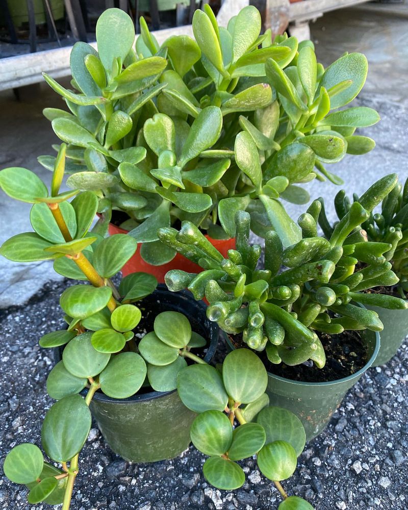 Jade Plant