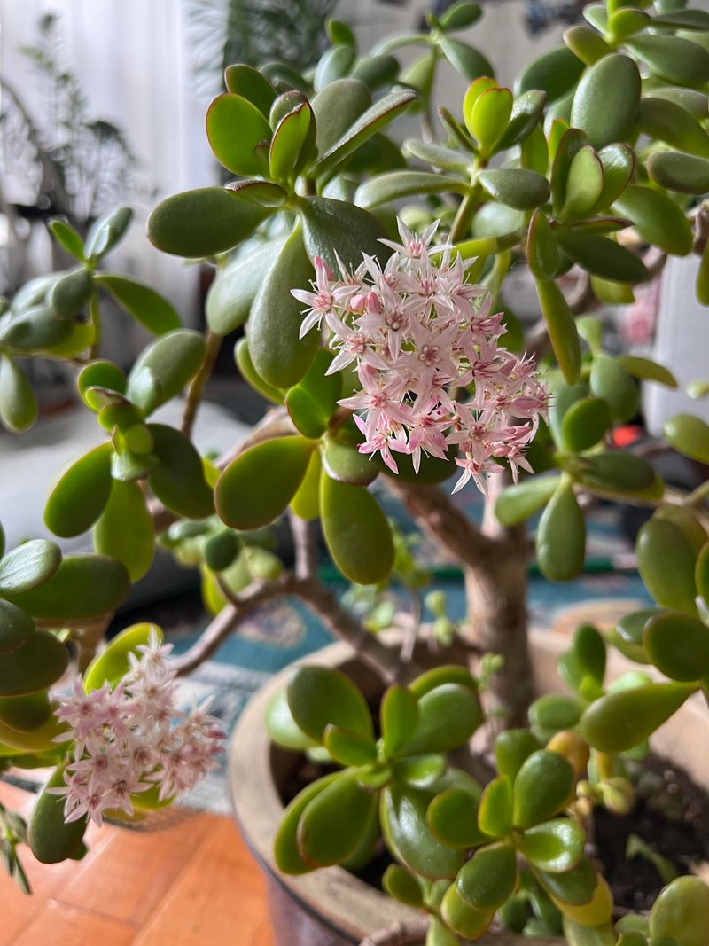 Jade Plant