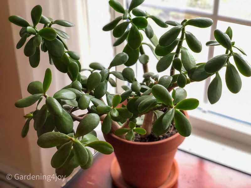 Jade Plant