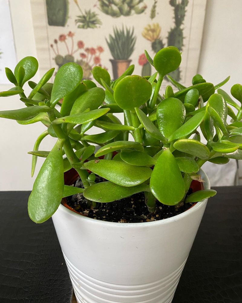 Jade Plant