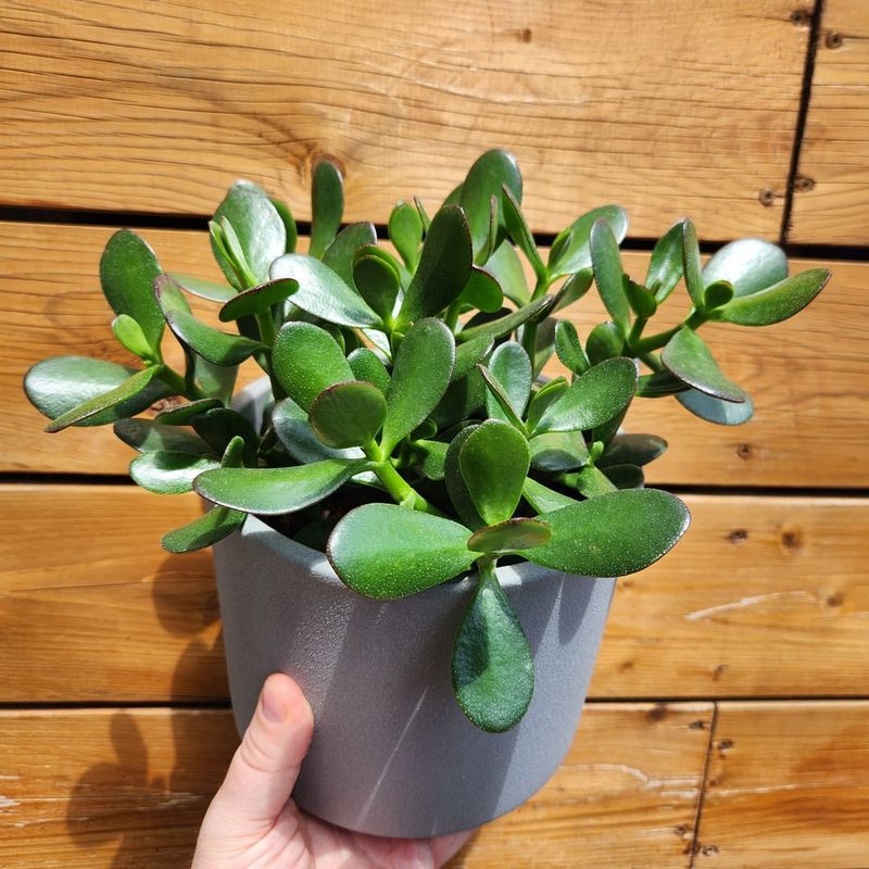 Jade Plant (Crassula Ovata)