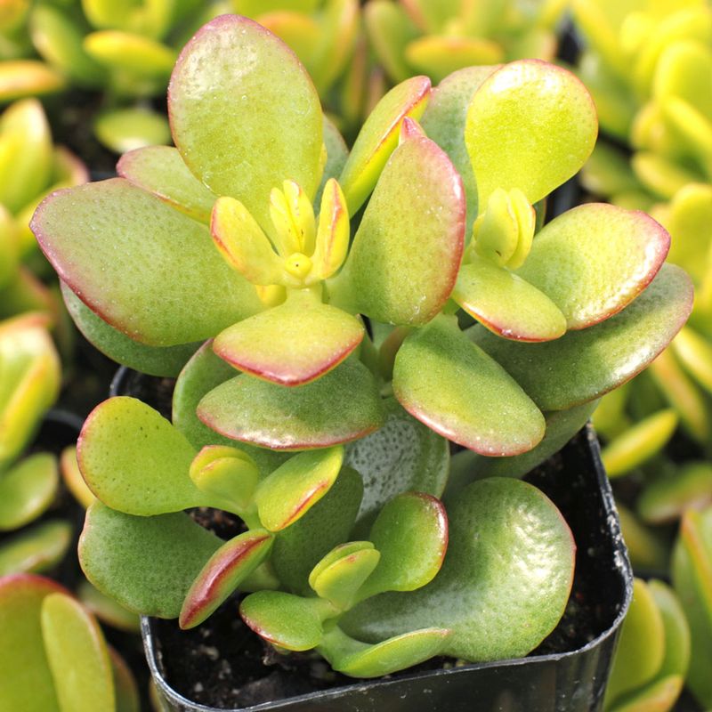 Jade Plant (Crassula ovata)