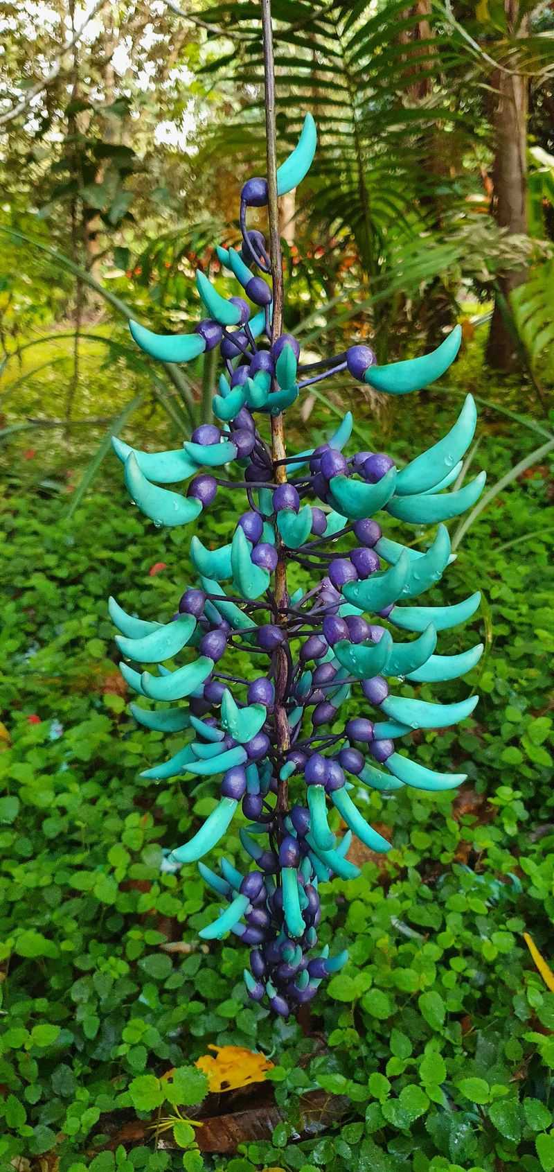 Jade Vine