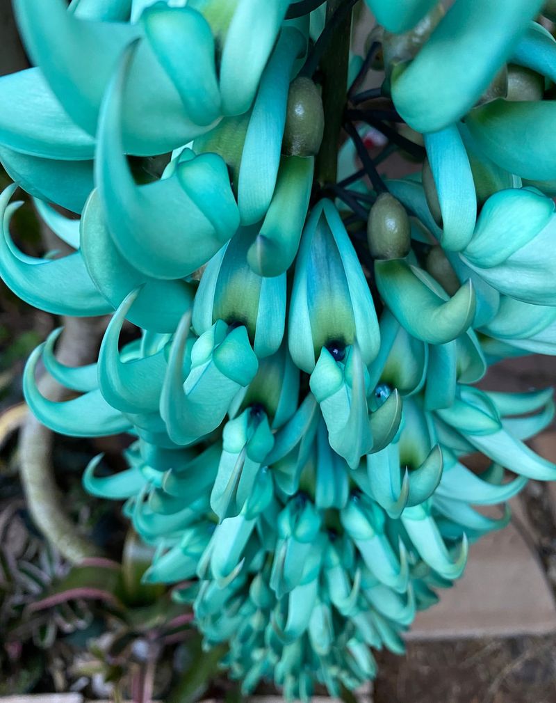 Jade Vine