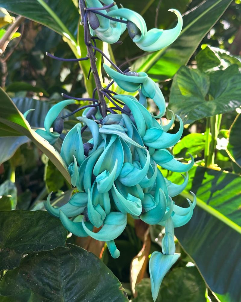 Jade Vine