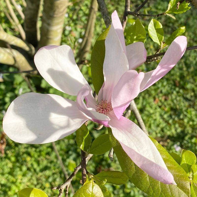 Jane Magnolia