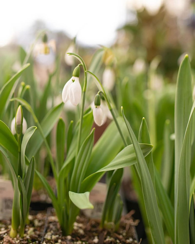 January - Snowdrop