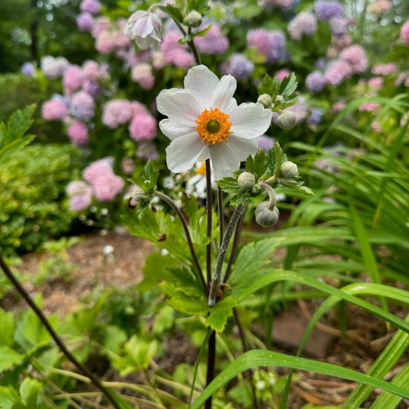 Japanese Anemone