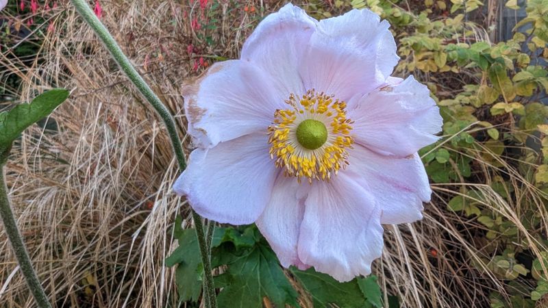 Japanese Anemone