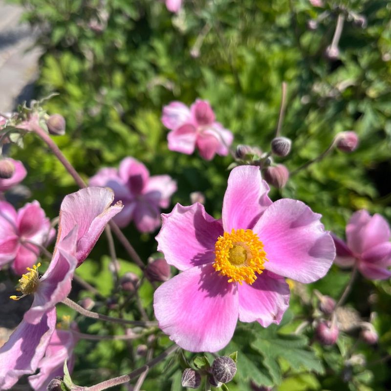 Japanese Anemone