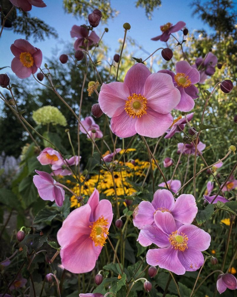 Japanese Anemone