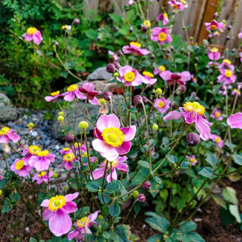 Japanese Anemone