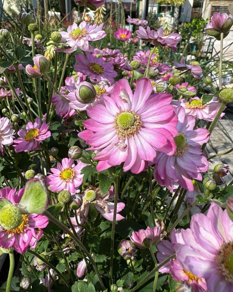 Japanese Anemone