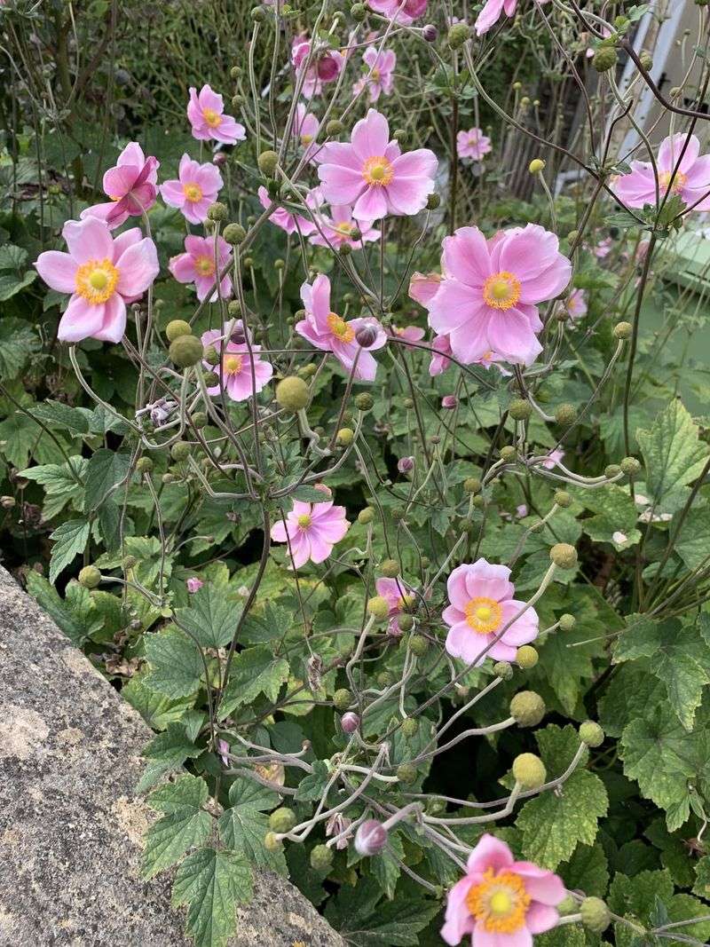 Japanese Anemone