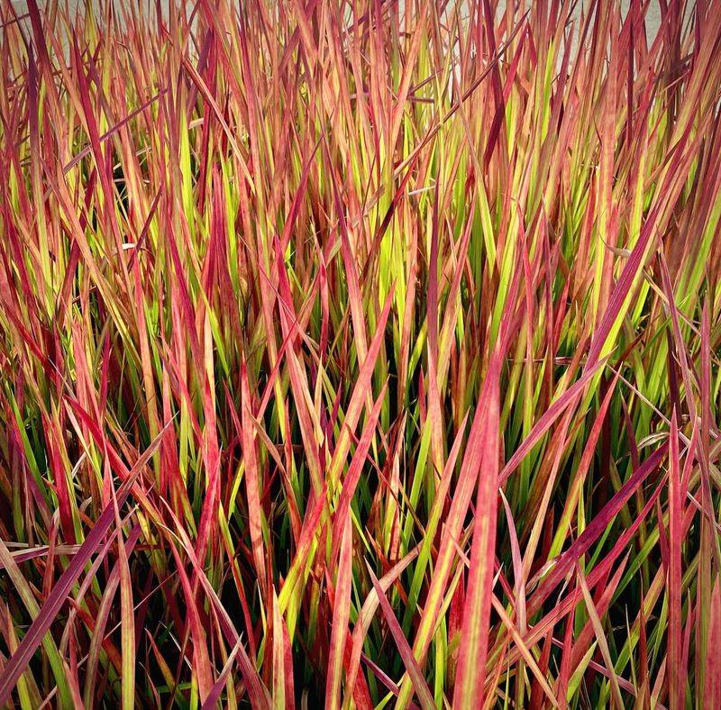 Japanese Blood Grass