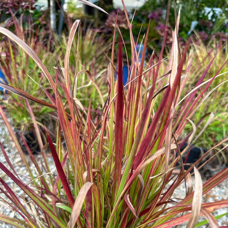 Japanese Blood Grass