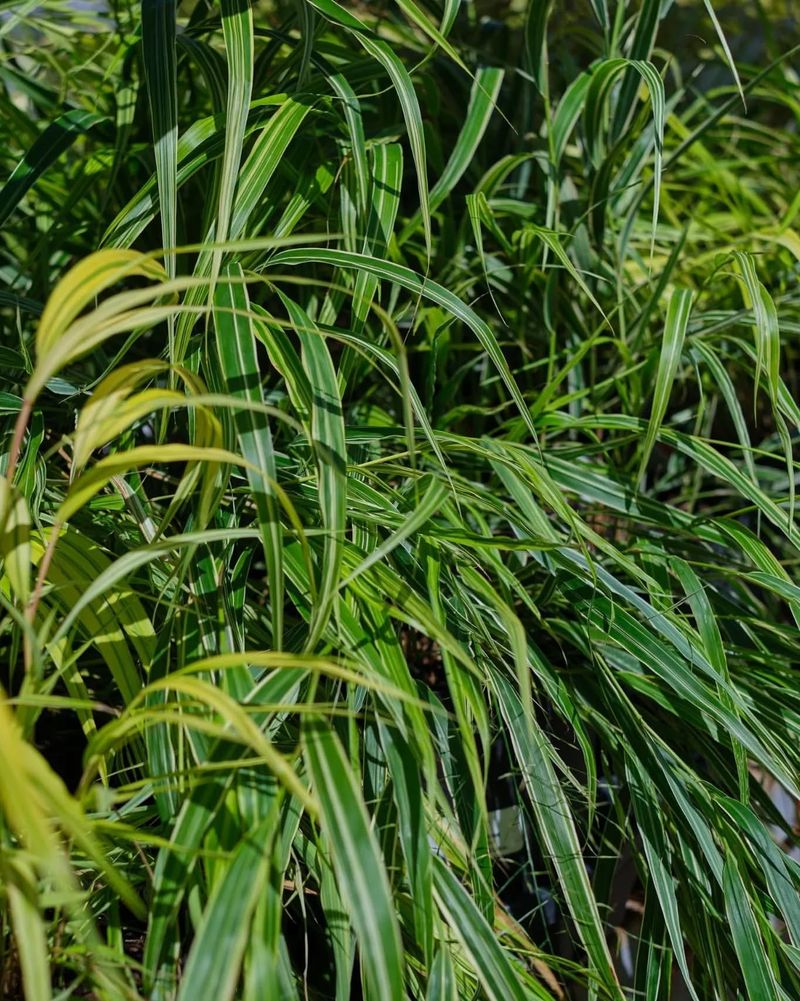 Japanese Forest Grass