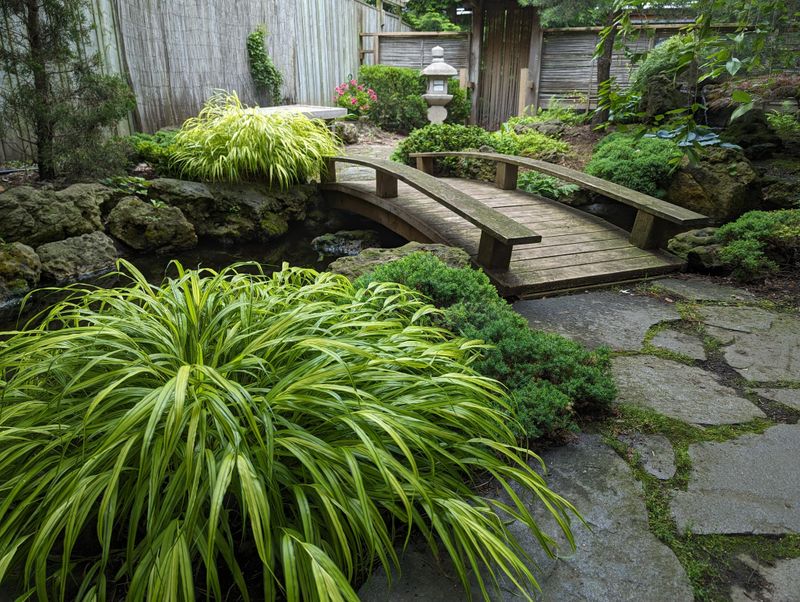 Japanese Forest Grass