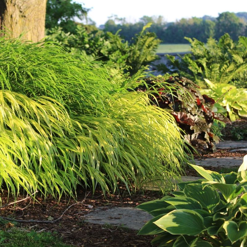 Japanese Forest Grass