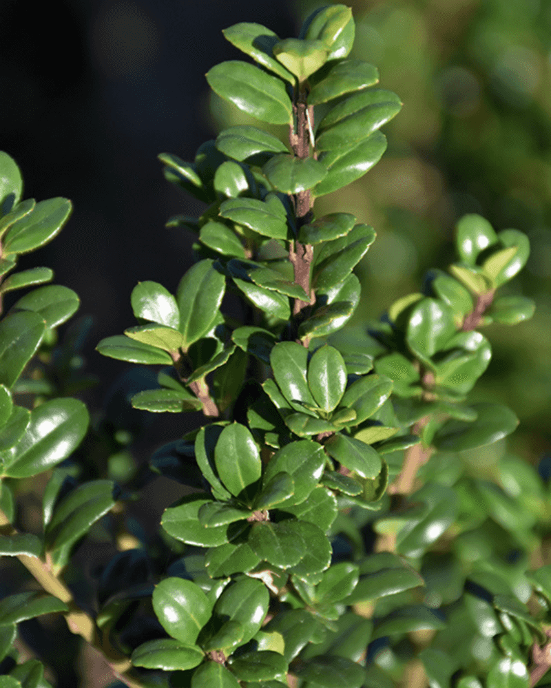 Japanese Holly