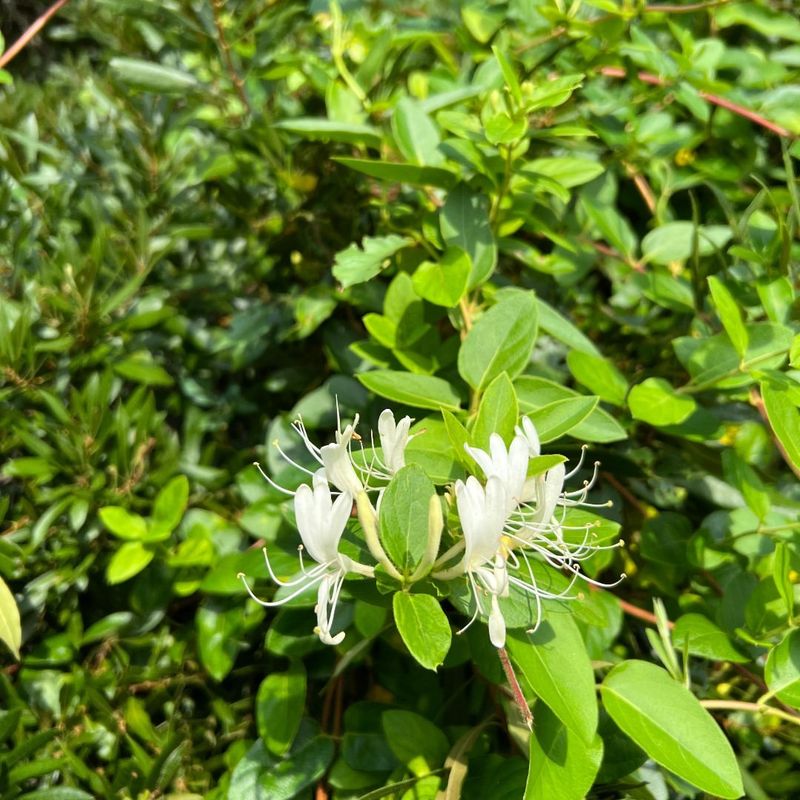 Japanese Honeysuckle