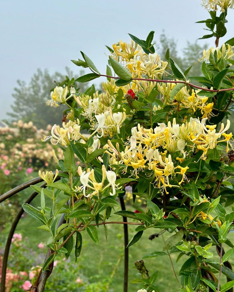 Japanese Honeysuckle