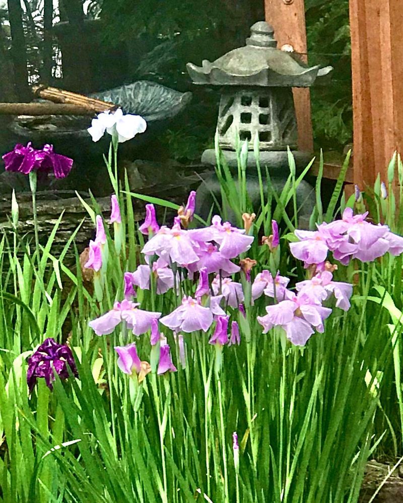 Japanese Iris