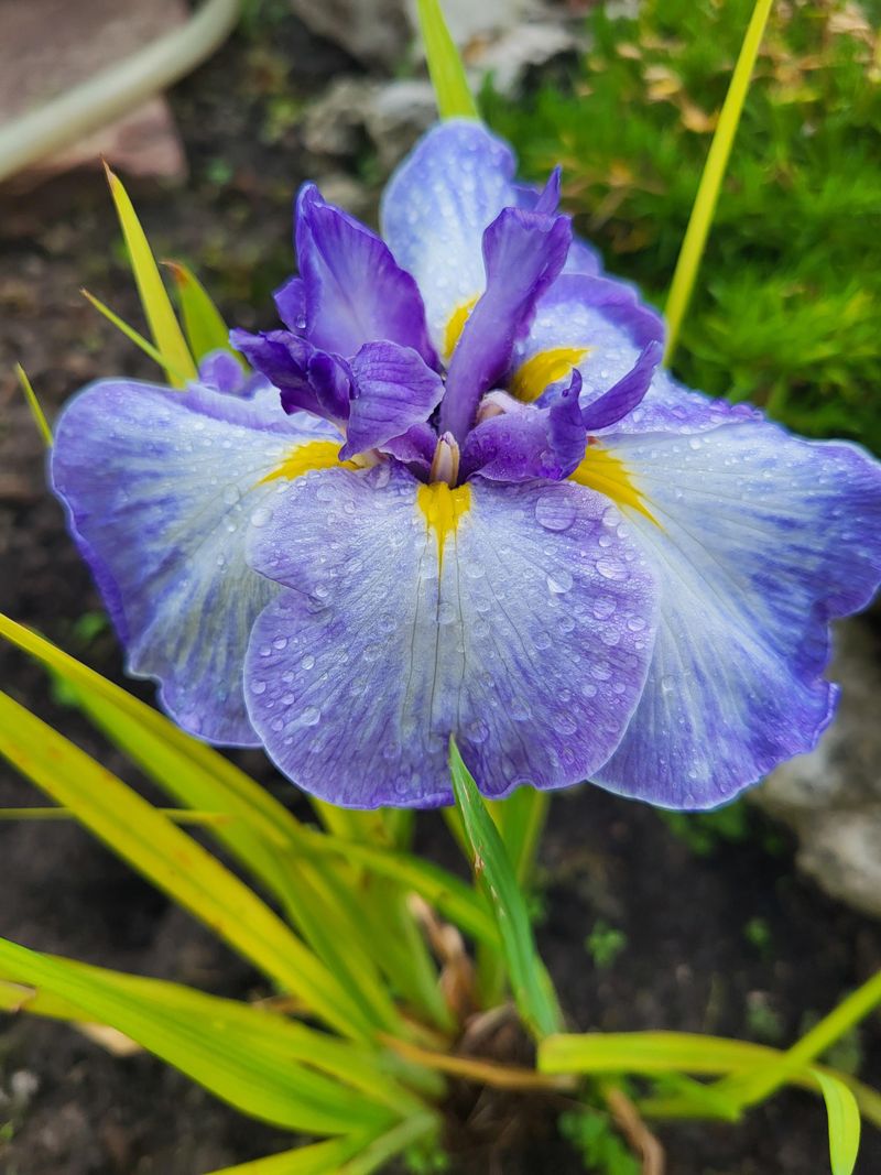 Japanese Iris